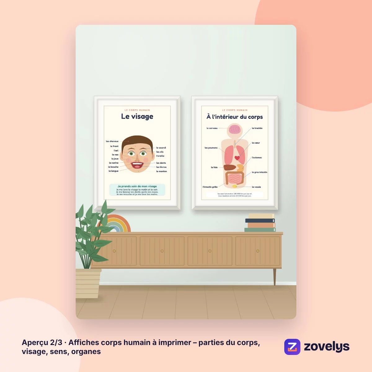 Affiches corps humain à imprimer – parties du corps, visage, sens, organes – aperçu 2