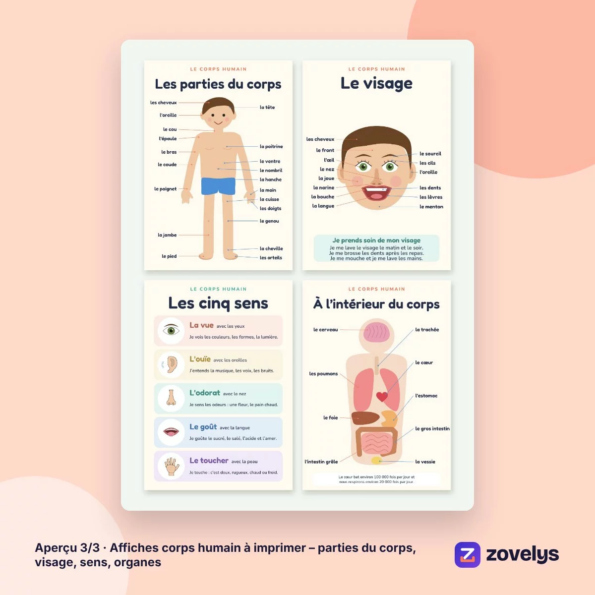 Affiches corps humain à imprimer – parties du corps, visage, sens, organes – aperçu 3