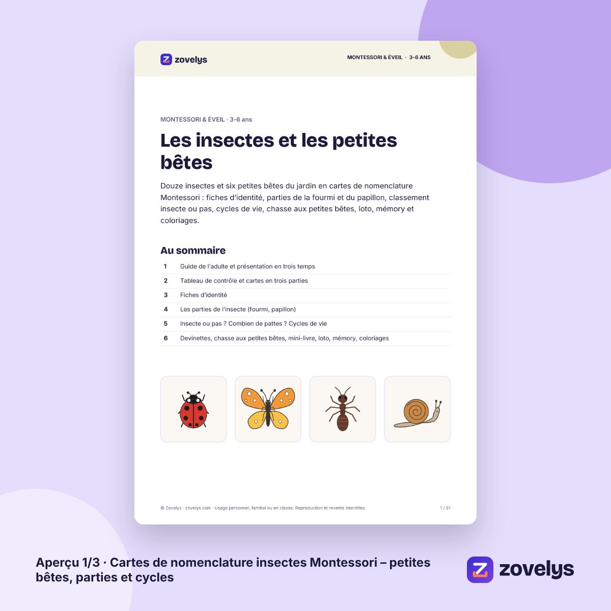 Cartes de nomenclature insectes Montessori – petites bêtes, parties et cycles – aperçu 1
