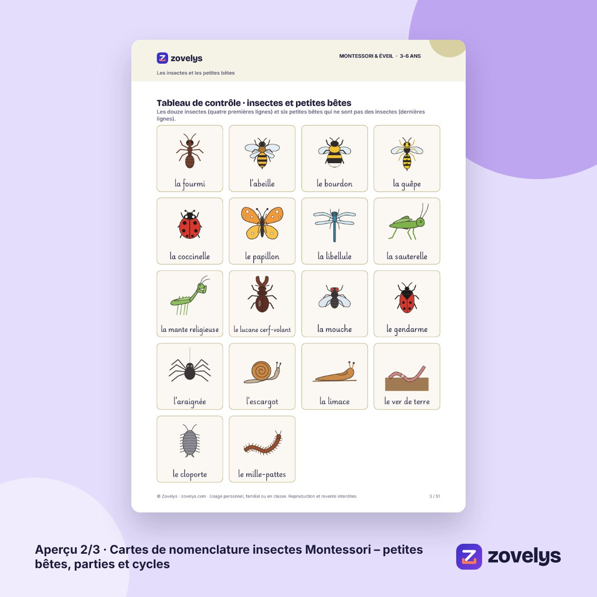 Cartes de nomenclature insectes Montessori – petites bêtes, parties et cycles – aperçu 2