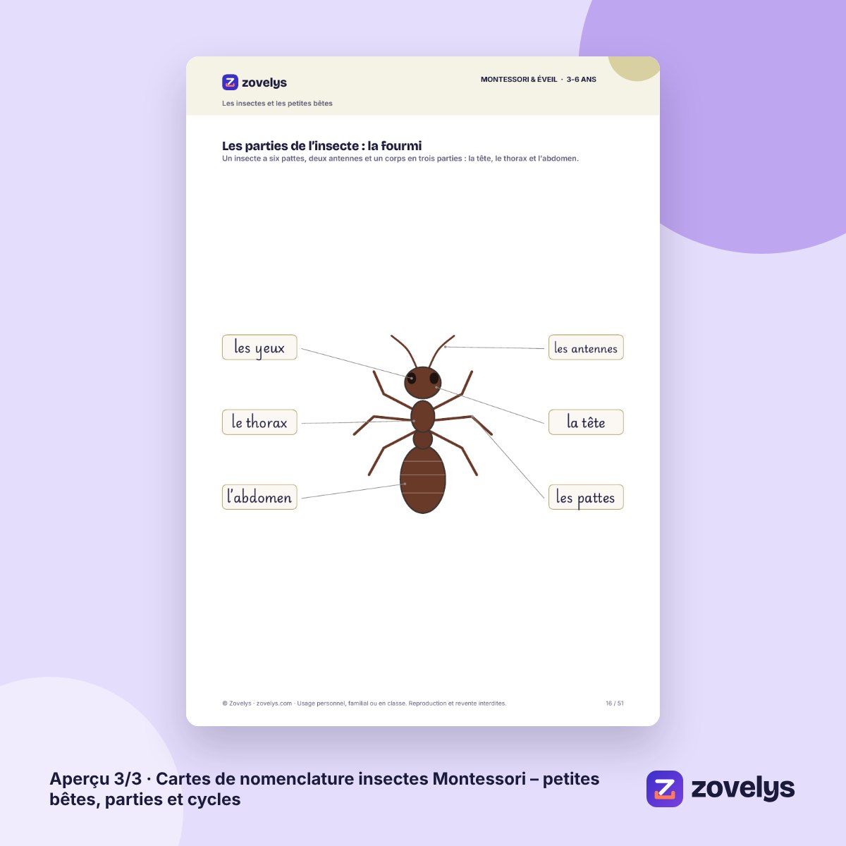 Cartes de nomenclature insectes Montessori – petites bêtes, parties et cycles – aperçu 3