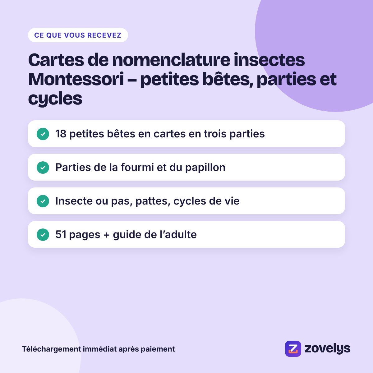 Cartes de nomenclature insectes Montessori – petites bêtes, parties et cycles – aperçu 4